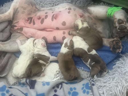 British Bulldog for sale by BULLYMCLARRY