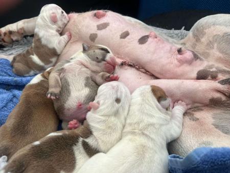 British Bulldog for sale by BULLYMCLARRY