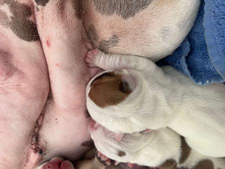 British Bulldog for sale by BULLYMCLARRY