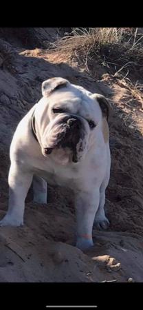 British Bulldog for sale by BULLYMCLARRY