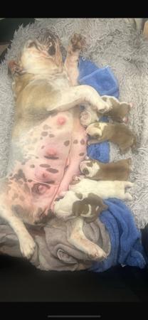 British Bulldog for sale by BULLYMCLARRY