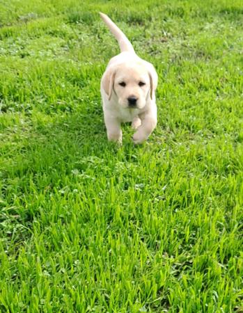 Labrador Retriever puppy for sale by ANGIE5ANG