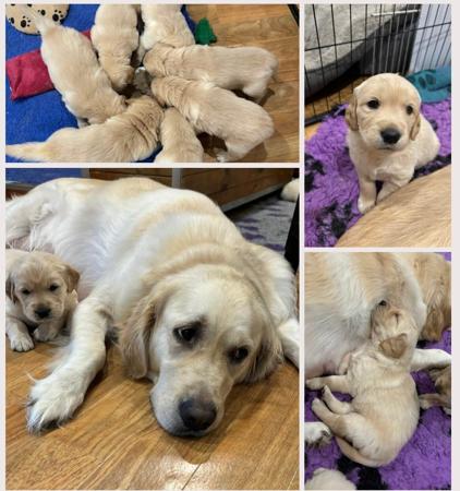 Golden Retriever for sale by SHALIMARK