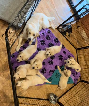 Golden Retriever for sale by SHALIMARK