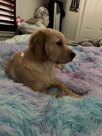 Golden Retriever for sale by SHALIMARK
