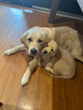 Golden Retriever for sale by SHALIMARK