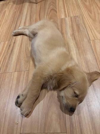 Golden Retriever for sale by SHALIMARK
