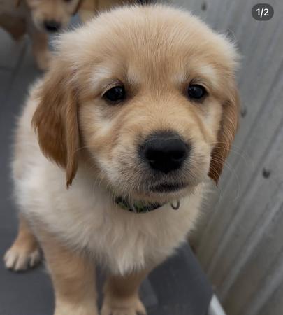 Golden Retriever for sale by SHALIMARK