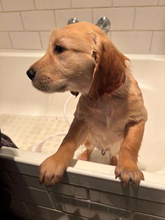 Golden Retriever for sale by SHALIMARK