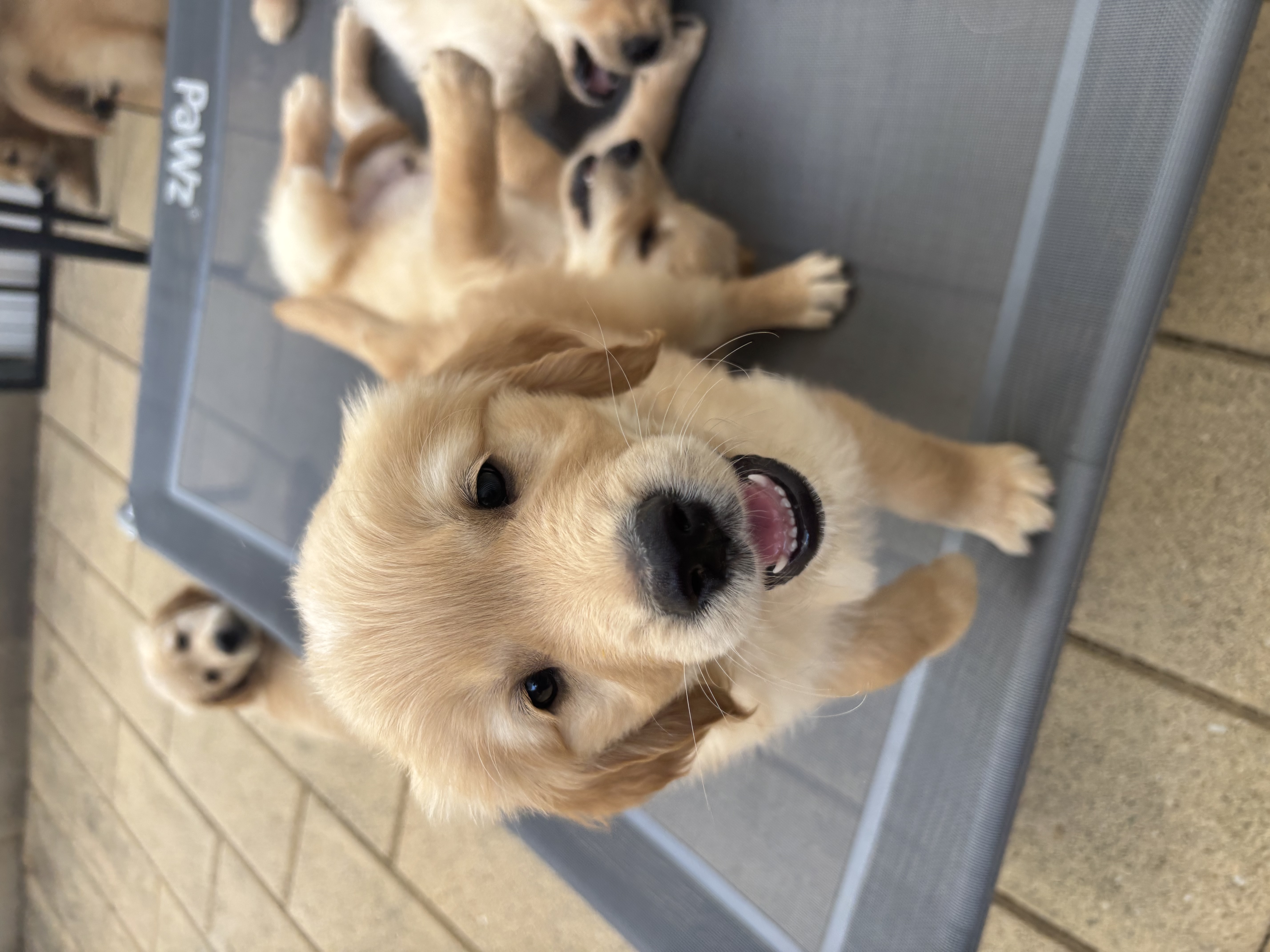 Golden Retriever for sale by SHALIMARK