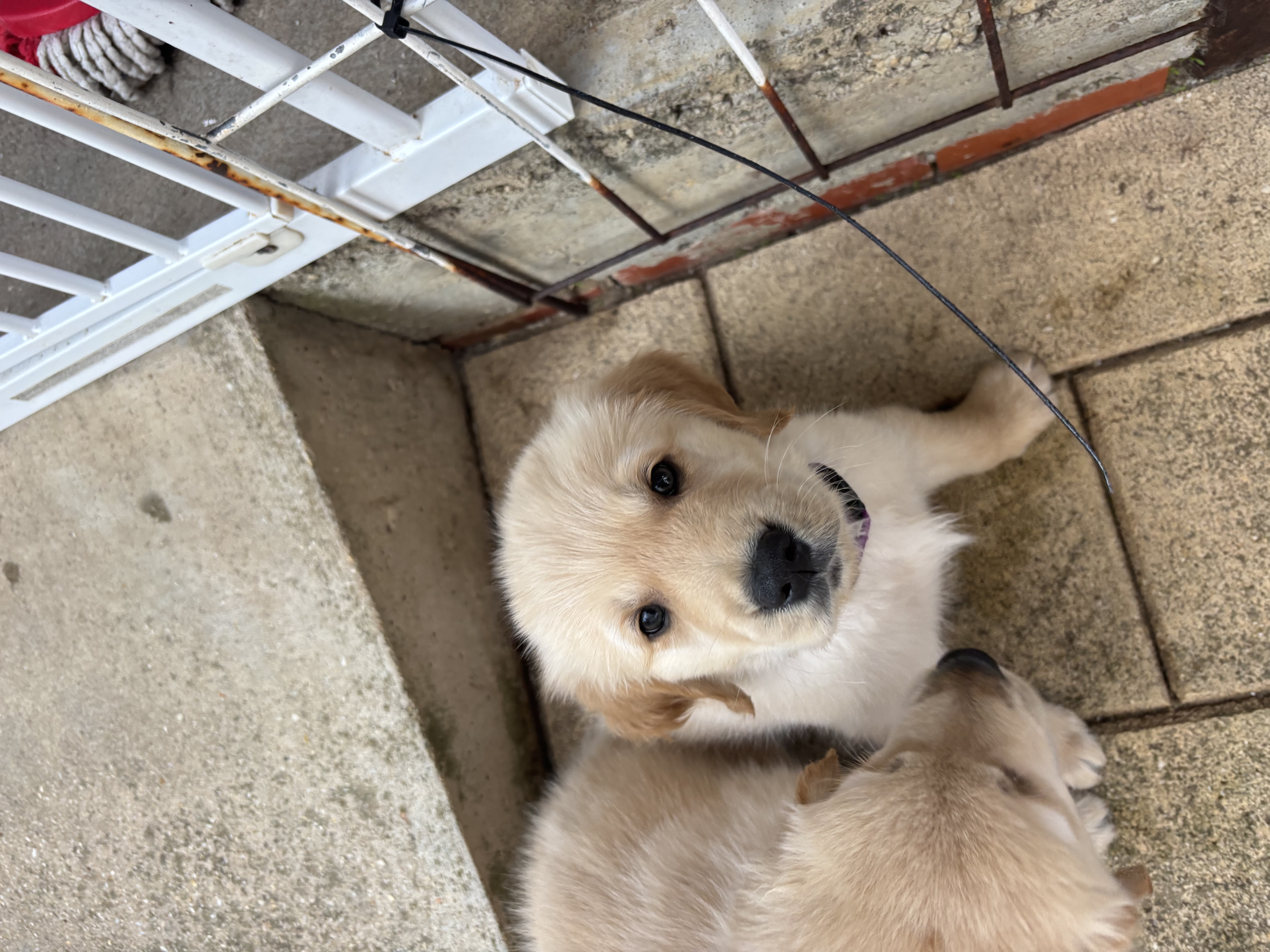 Golden Retriever for sale by SHALIMARK