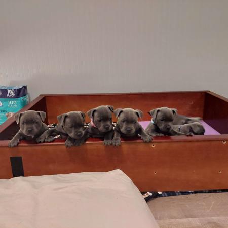 Staffordshire Bull Terrier for sale by ENGLISHBLUE