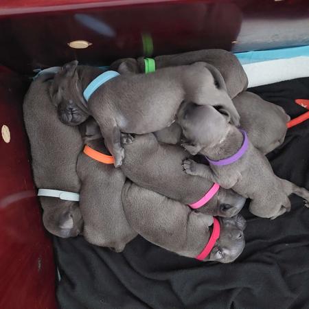 Staffordshire Bull Terrier for sale by ENGLISHBLUE