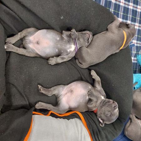 Staffordshire Bull Terrier for sale by ENGLISHBLUE