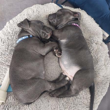 Staffordshire Bull Terrier for sale by ENGLISHBLUE