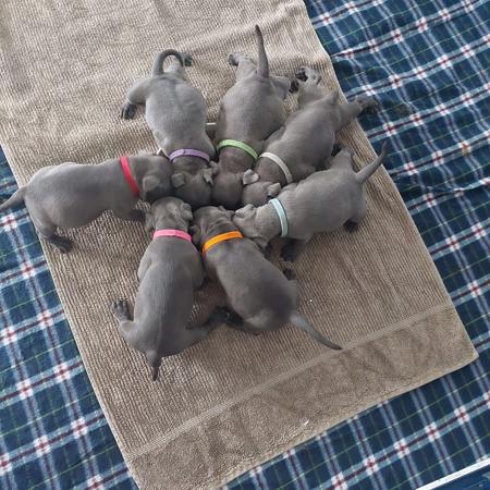 Staffordshire Bull Terrier for sale by ENGLISHBLUE