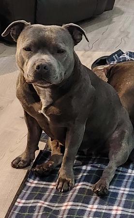 Staffordshire Bull Terrier for sale by ENGLISHBLUE