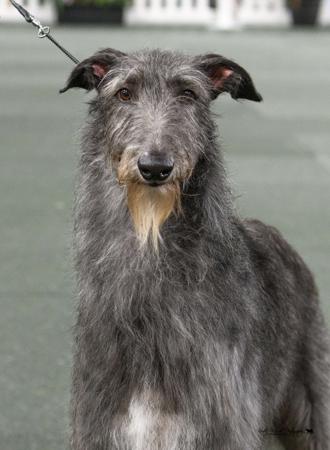 Deerhound for sale by ANDURIL