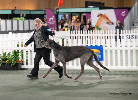Deerhound for sale by ANDURIL