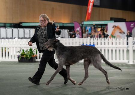 Deerhound for sale by ANDURIL