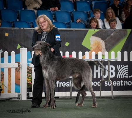 Deerhound for sale by ANDURIL