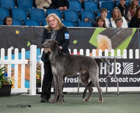 Deerhound for sale by ANDURIL