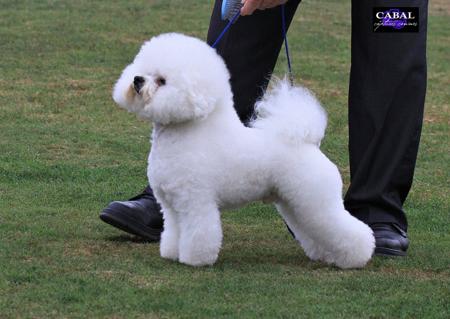 Bichon Frise for sale by KELZARKI