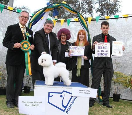 Bichon Frise for sale by KELZARKI