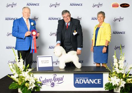 Bichon Frise for sale by KELZARKI