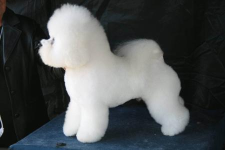 Bichon Frise for sale by KELZARKI