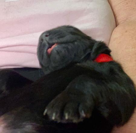 Newfoundland puppy for sale by ASHKA1