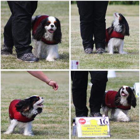 Cavalier King Charles Spaniel for sale by TRAEHSONG