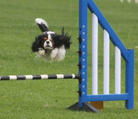 Cavalier King Charles Spaniel for sale by TRAEHSONG