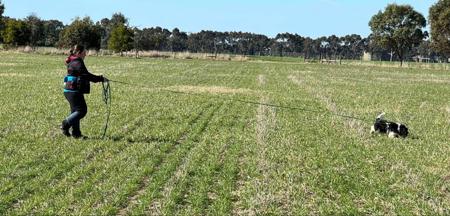 Cavalier King Charles Spaniel for sale by TRAEHSONG