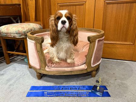 Cavalier King Charles Spaniel for sale by TRAEHSONG