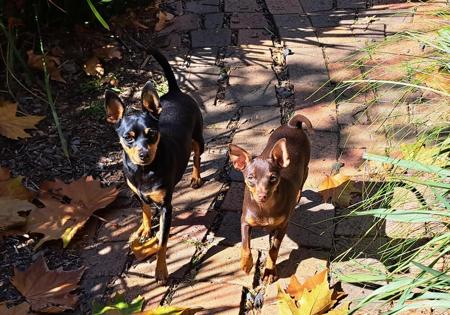 Miniature Pinscher for sale by BLACKGRANITE