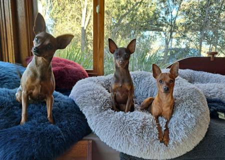 Miniature Pinscher for sale by BLACKGRANITE