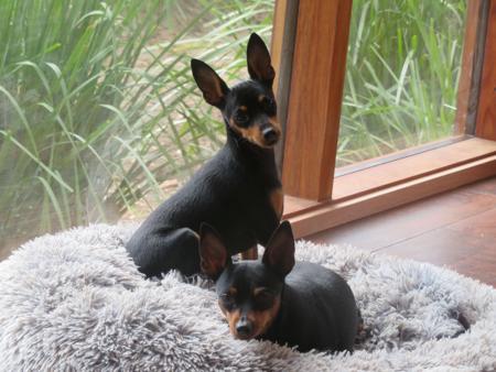Miniature Pinscher for sale by BLACKGRANITE
