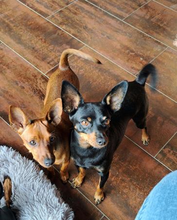Miniature Pinscher for sale by BLACKGRANITE