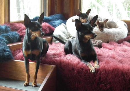 Miniature Pinscher for sale by BLACKGRANITE