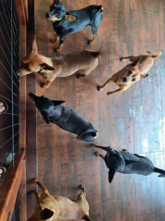 Miniature Pinscher for sale by BLACKGRANITE
