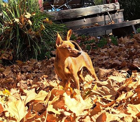 Miniature Pinscher for sale by BLACKGRANITE