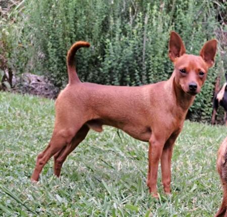 Miniature Pinscher for sale by BLACKGRANITE