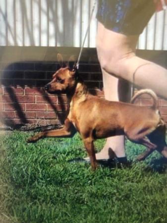 Miniature Pinscher for sale by BLACKGRANITE
