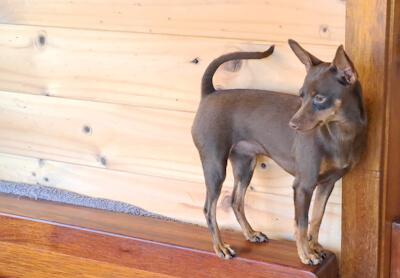 Miniature Pinscher dog for sale by BLACKGRANITEMINPINS