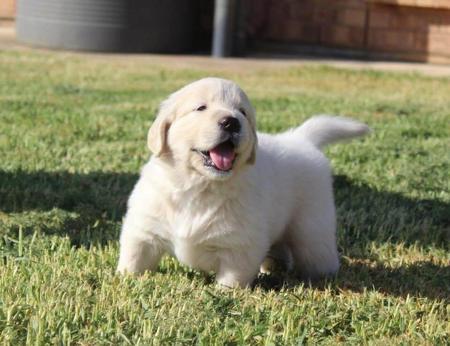 Golden Retriever puppy for sale by KEELOBE