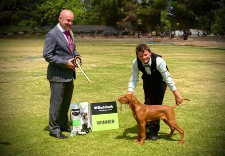 Hungarian Vizsla puppy for sale by ELLISJANETTE