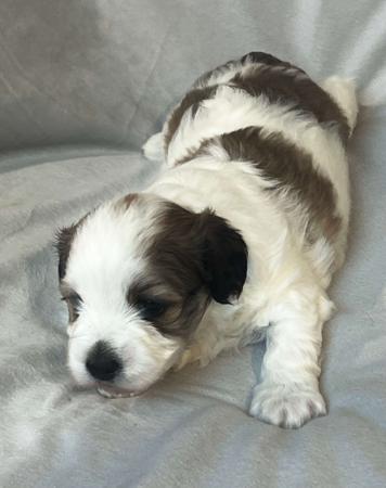 Havanese puppy for sale by HASHKI