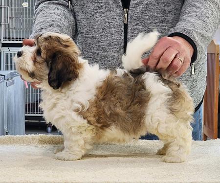Havanese puppy for sale by HASHKI