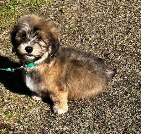 Havanese puppy for sale by HASHKI